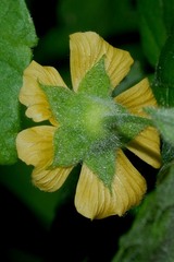 Abutilon permolle
