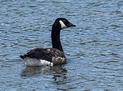 Branta canadensis maxima