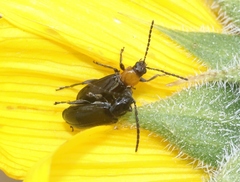 Diabrotica cristata