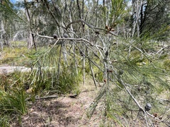 Allocasuarina verticillata