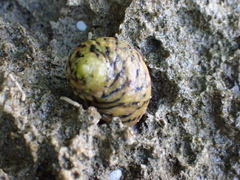 Nerita versicolor