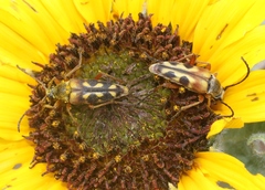 Typocerus octonotatus
