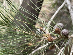 Allocasuarina verticillata