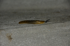 Limacus