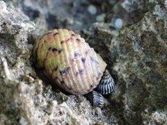Nerita versicolor