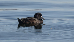 Aythya novaeseelandiae