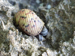 Nerita versicolor
