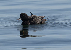 Aythya novaeseelandiae