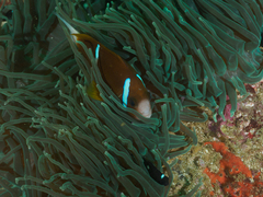 Amphiprion akindynos