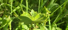 Hydrocotyle hirta