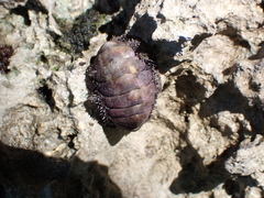 Acanthopleura granulata