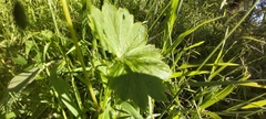 Hydrocotyle hirta