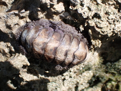 Acanthopleura granulata