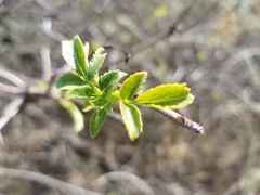 Sambucus cerulea