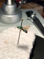 Augochloropsis humeralis