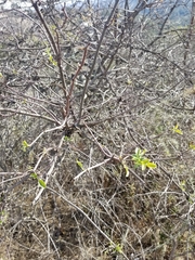Sambucus cerulea