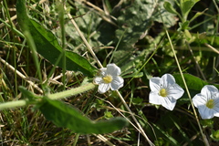 Nierembergia calycina