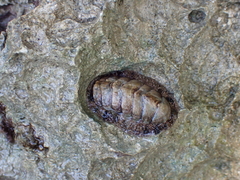 Acanthopleura granulata
