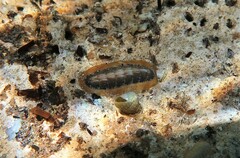 Ischnochiton torri