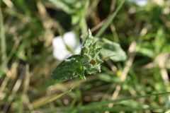 Nierembergia calycina