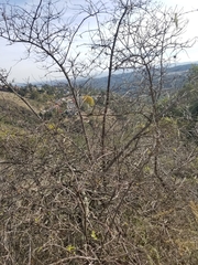 Sambucus cerulea