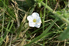 Nierembergia calycina