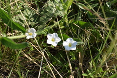 Nierembergia calycina