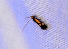 Isocorypha mediostriatella