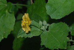 Abutilon permolle