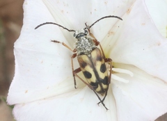 Lepturini