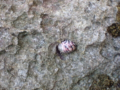 Nerita versicolor