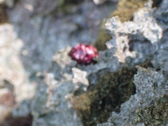 Nerita versicolor