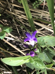 Coccocypselum lanceolatum