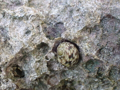 Nerita versicolor