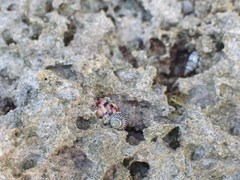 Nerita versicolor