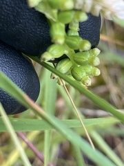 Microtis arenaria
