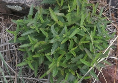 Tragia ramosa