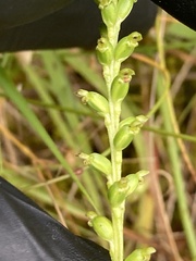 Microtis arenaria