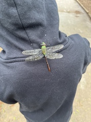 Anax concolor