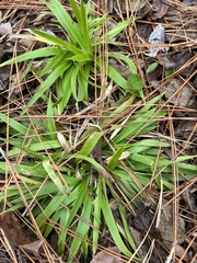 Dichanthelium laxiflorum