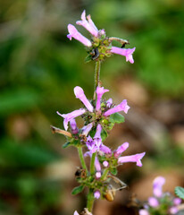 Betonica officinalis