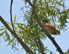 Pachyramphus validus