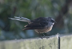 Rhipidura fuliginosa