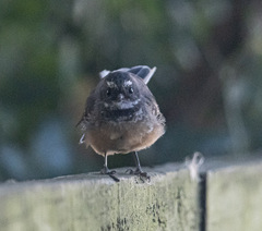 Rhipidura fuliginosa