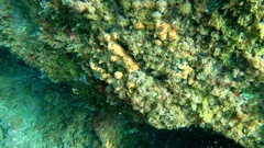 Hemimycale columella