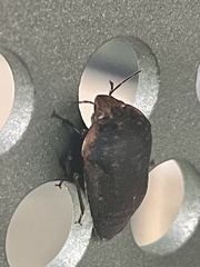 Coleotichus artensis