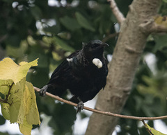Prosthemadera novaeseelandiae