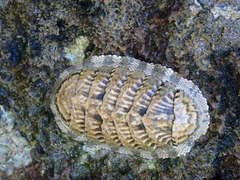 Chiton squamosus