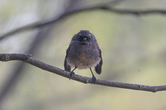 Rhipidura fuliginosa placabilis