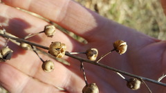Scrophularia marilandica